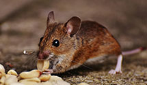 greenhouse-pest-control Experts in Seyfert